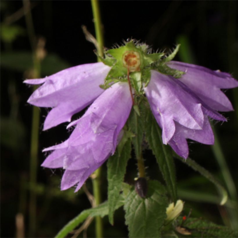 Campanula trachelium - Nesselblättrige Glockenblume (Flowering)