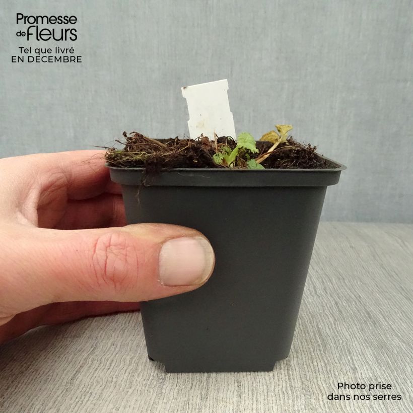 Exemplar von Campanula trachelium - Nesselblättrige Glockenblume Kleine Töpfe von 8/9 cm wie im Winter geliefert