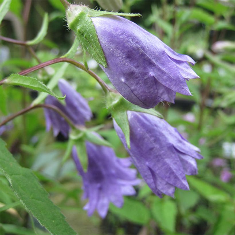 Campanula trachelium Bernice - Nesselblättrige Glockenblume (Flowering)