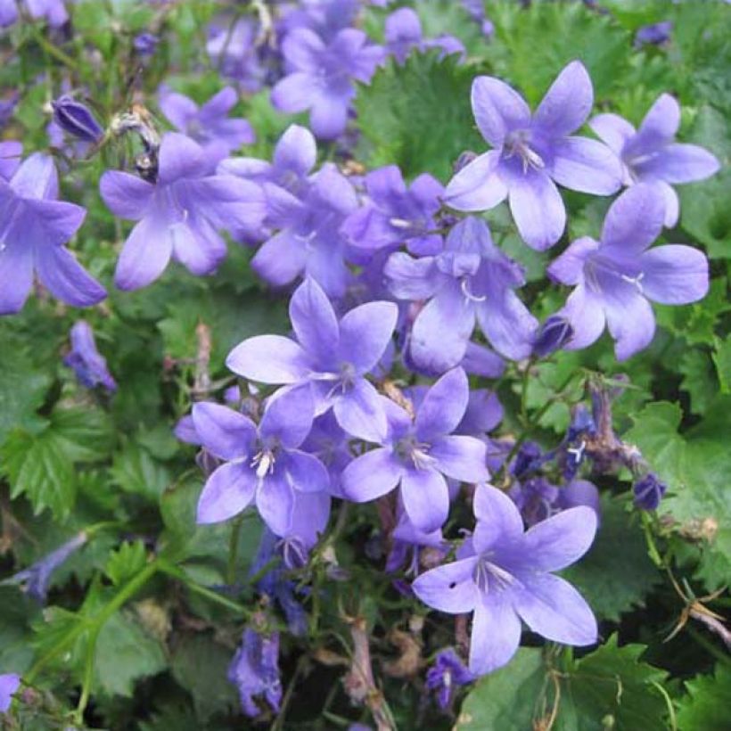 Dalmatiner Glockenblume - Campanula portenschlagiana (Plant habit)