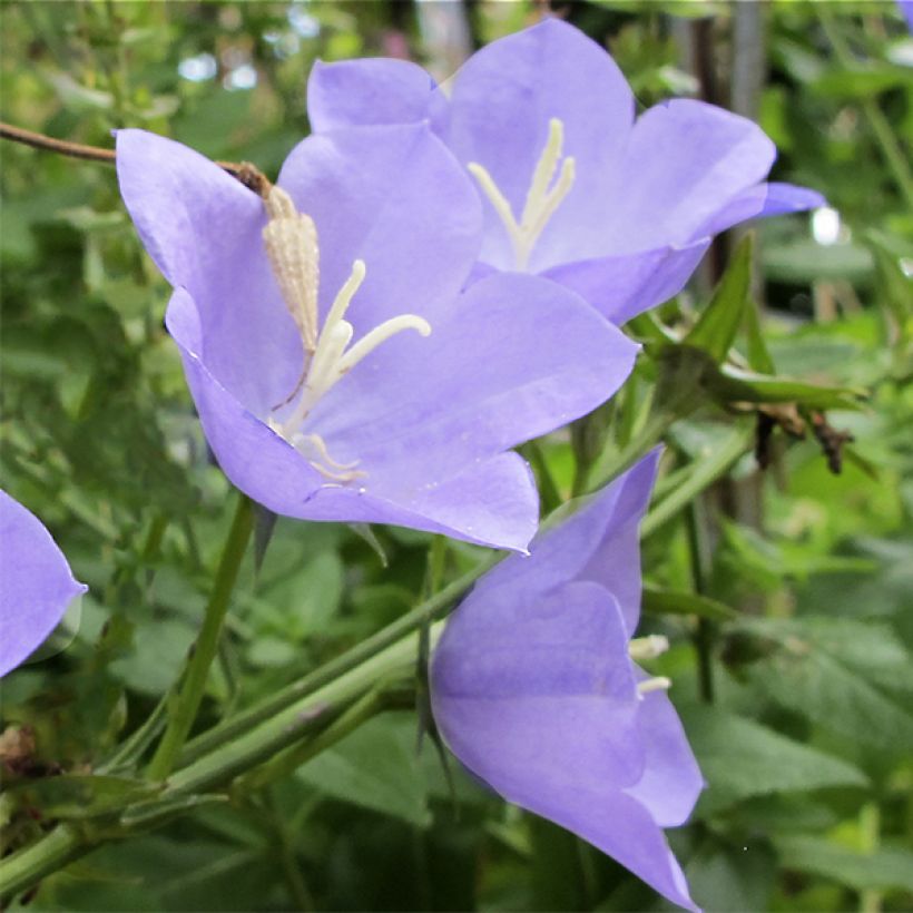 Campanula Norman Grove - Glockenblume (Flowering)