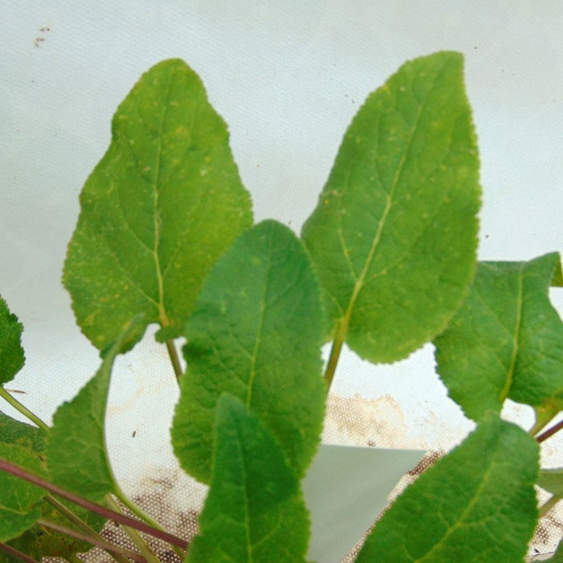 Campanula glomerata Superba - Knäuel-Glockenblume (Foliage)
