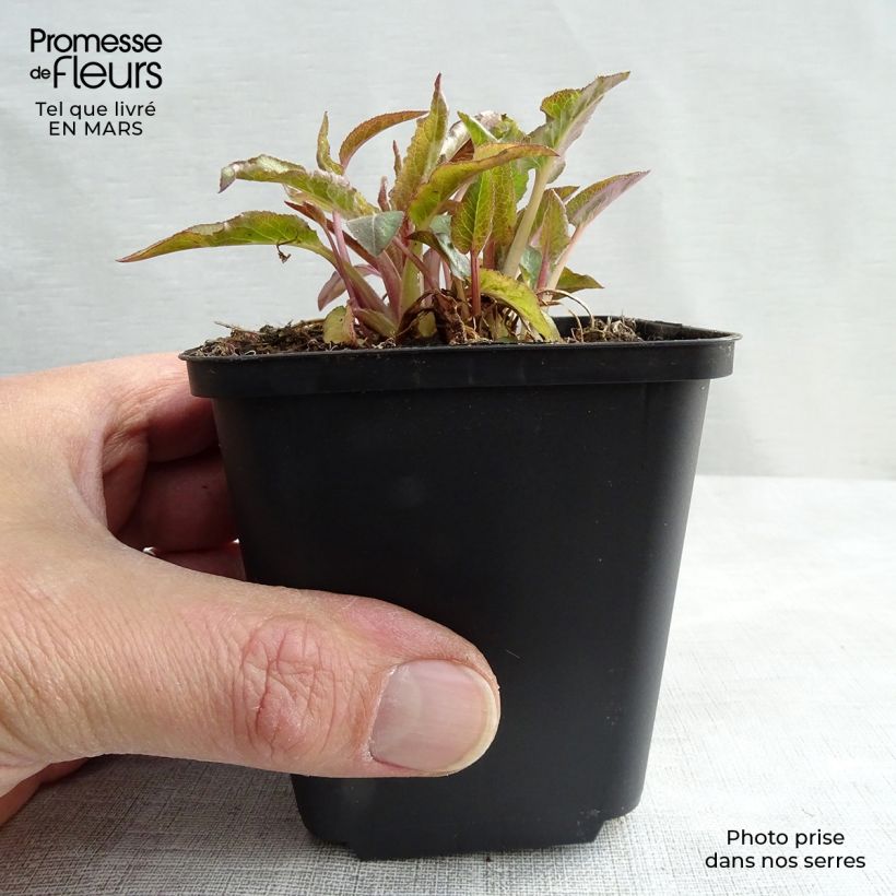 Exemplar von Campanula glomerata Superba - Knäuel-Glockenblume Kleine Töpfe von 8/9 cm wie im Winter geliefert