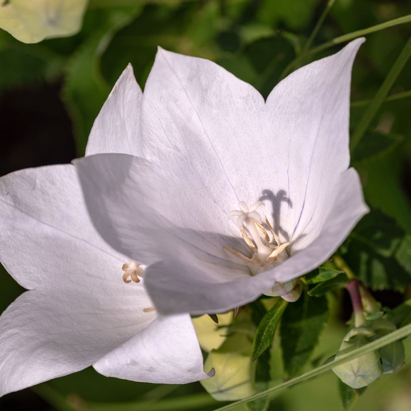 Pfirsichblättrige Glockenblume Alba - Campanula persicifolia (Flowering)