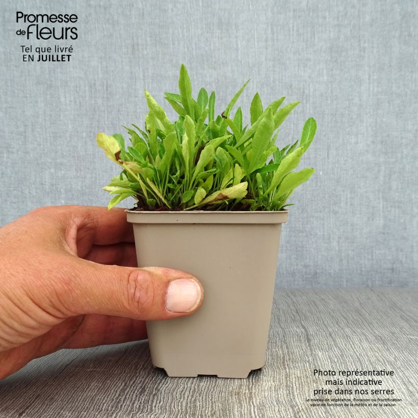Exemplar von Pfirsichblättrige Glockenblume La Belle - Campanula persicifolia Kleine Töpfe von 8/9 cm wie im Sommer geliefert