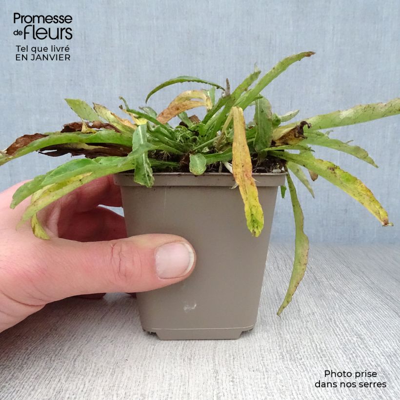 Exemplar von Pfirsichblättrige Glockenblume La Belle - Campanula persicifolia Kleine Töpfe von 8/9 cm wie im Winter geliefert