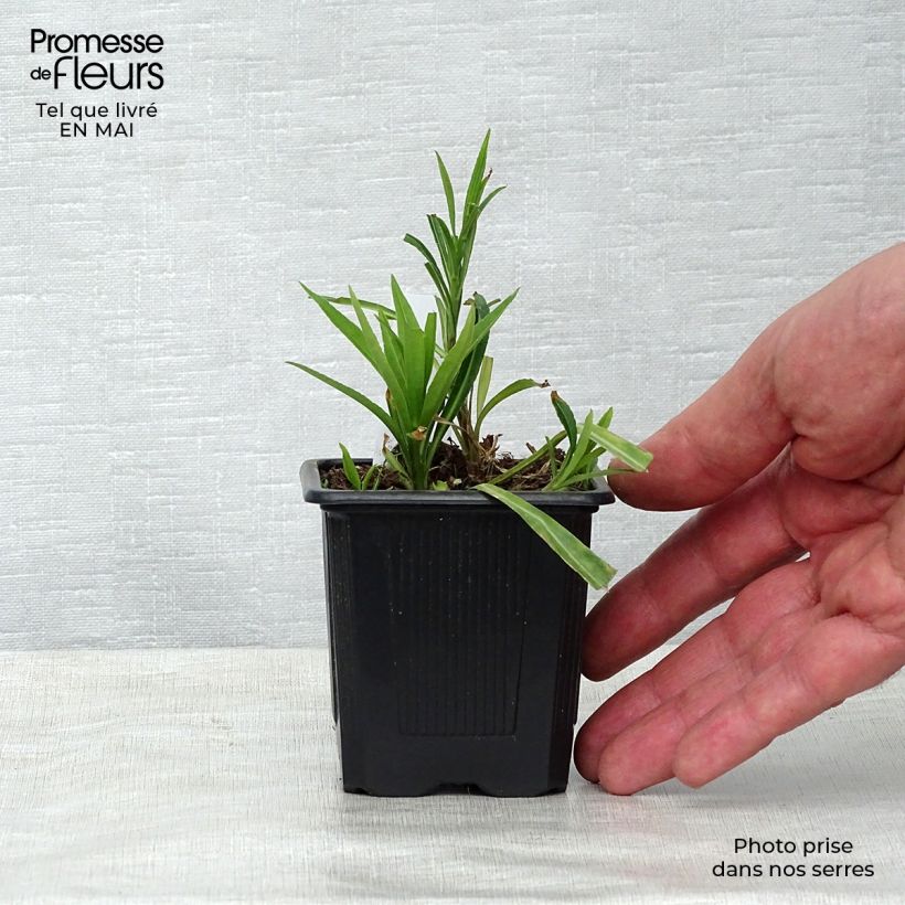 Exemplar von Pfirsichblättrige Glockenblume - Campanula persicifolia Kleine Töpfe von 8/9 cm wie im Frühjahr geliefert