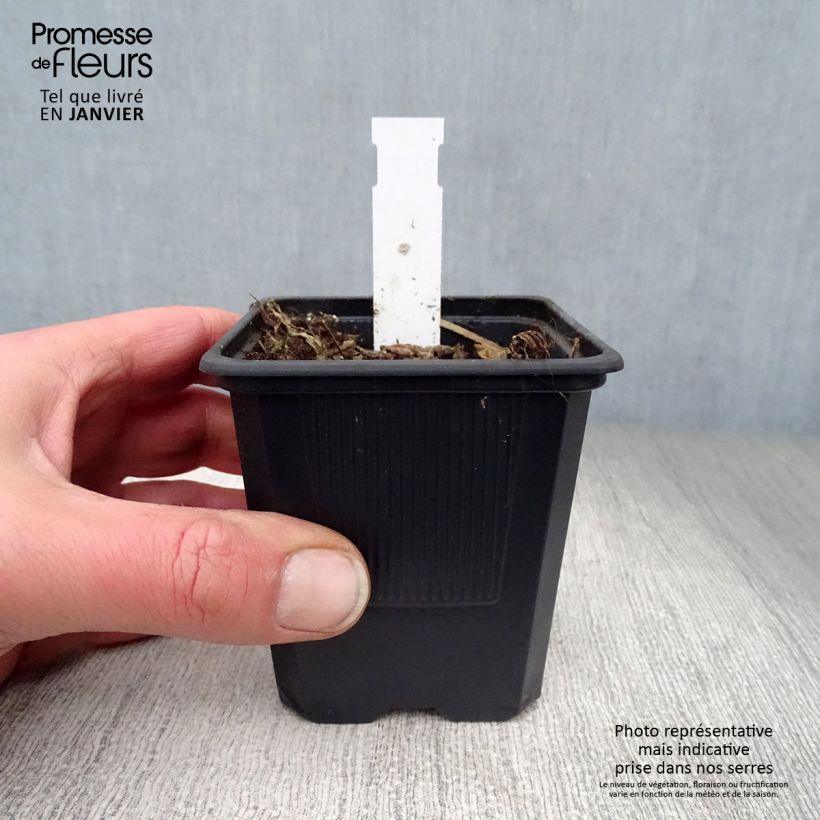 Exemplar von Campanula alliariifolia - Knoblauchraukenblättrige Glockenblume Kleine Töpfe von 8/9 cm wie im Winter geliefert