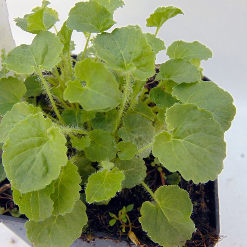 Karpaten-Glockenblume Alba - Campanula carpatica (Foliage)