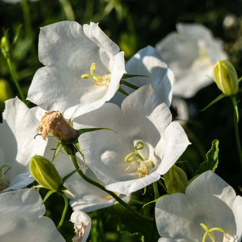 Karpaten-Glockenblume Alba - Campanula carpatica (Flowering)