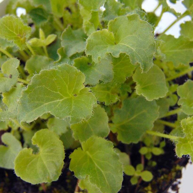 Campanula carpatica - Karpaten-Glockenblume (Foliage)