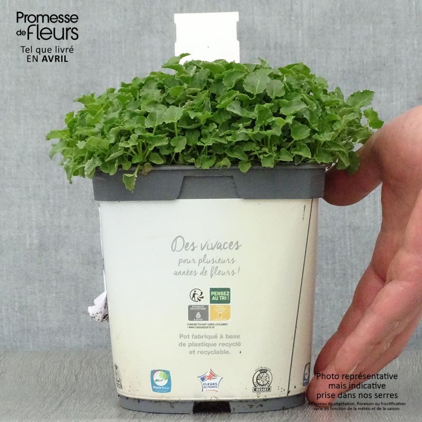 Exemplar von Campanula carpatica Weiße Clips - Karpaten-Glockenblume Topf mit 2L/3L wie im Frühjahr geliefert