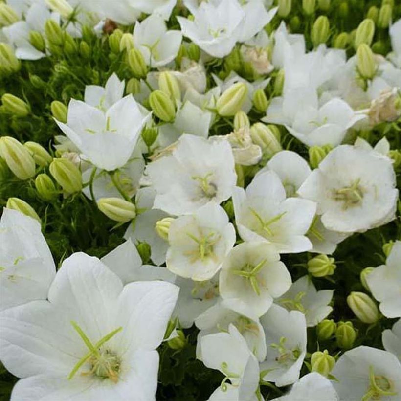 Campanula carpatica Weiße Clips - Karpaten-Glockenblume (Flowering)