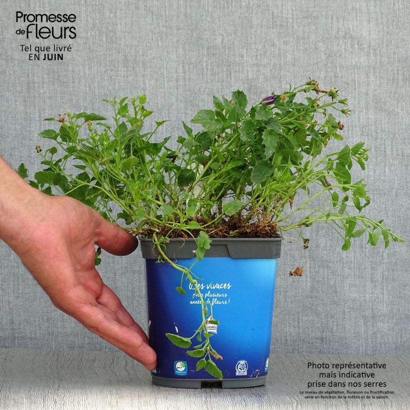 Exemplar von Campanula carpatica Blaue Clips - Karpaten-Glockenblume Topf mit 2L/3L wie im Sommer geliefert