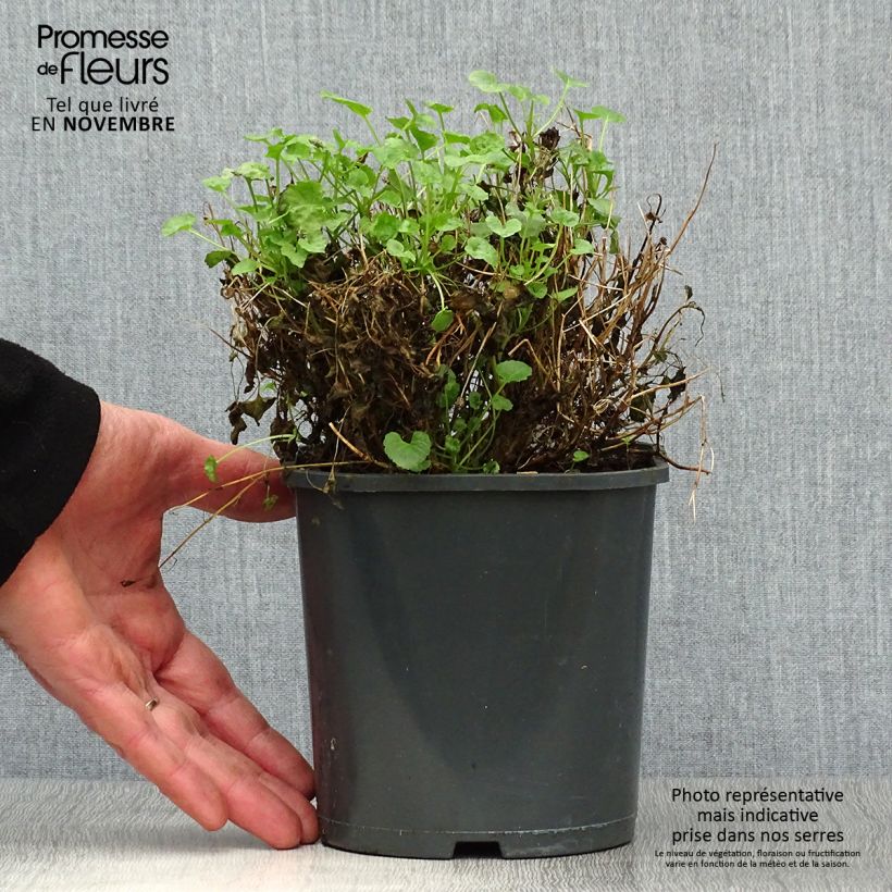 Example of Campanula carpatica Blaue Clips - Karpaten-Glockenblume Topf mit 2L/3L as you get in automne