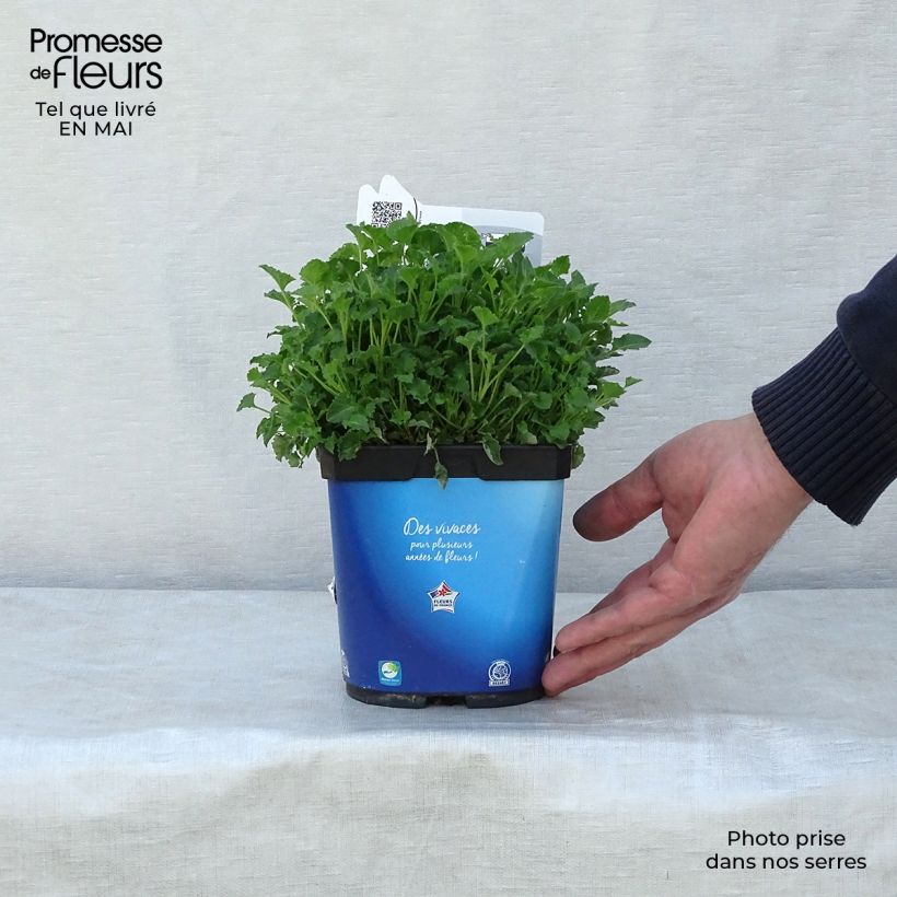 Exemplar von Campanula carpatica Blaue Clips - Karpaten-Glockenblume Topf mit 2L/3L wie im Frühjahr geliefert