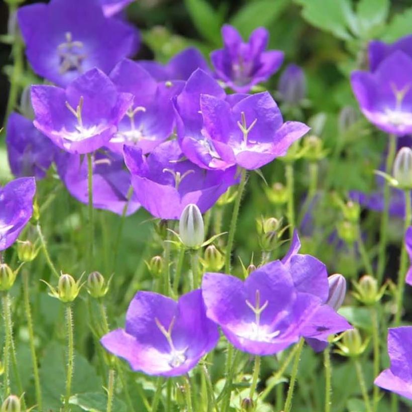 Campanula carpatica Blaue Clips - Karpaten-Glockenblume (Flowering)