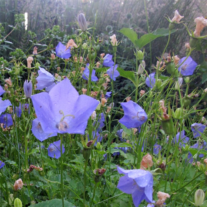 Campanula carpatica Molly Pinsent - Karpaten-Glockenblume (Flowering)