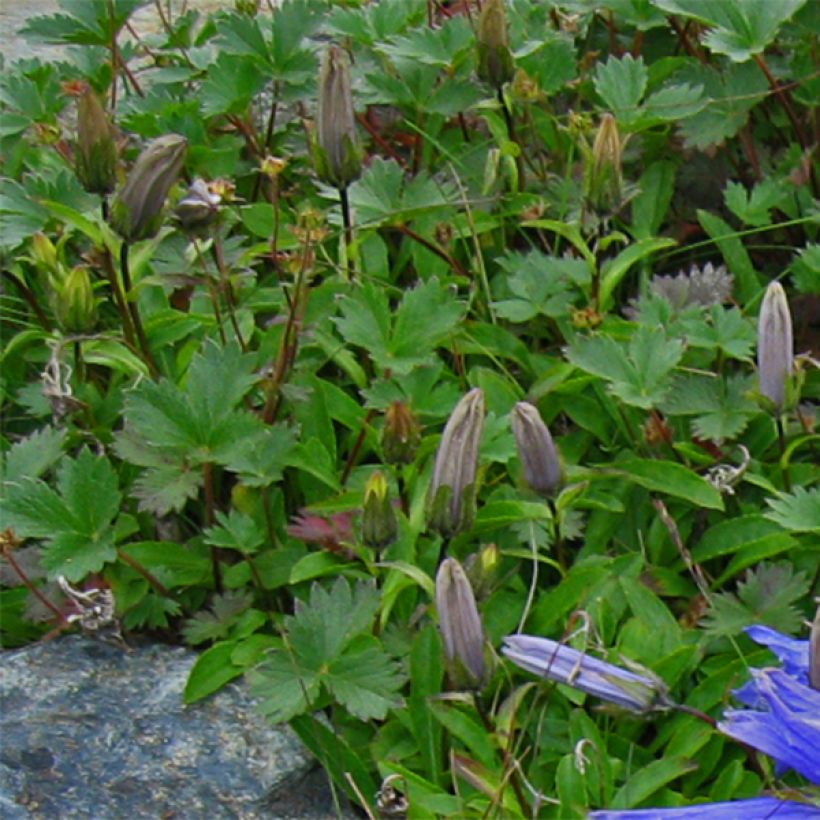 Campanula chamissonis Major - Glockenblume (Foliage)