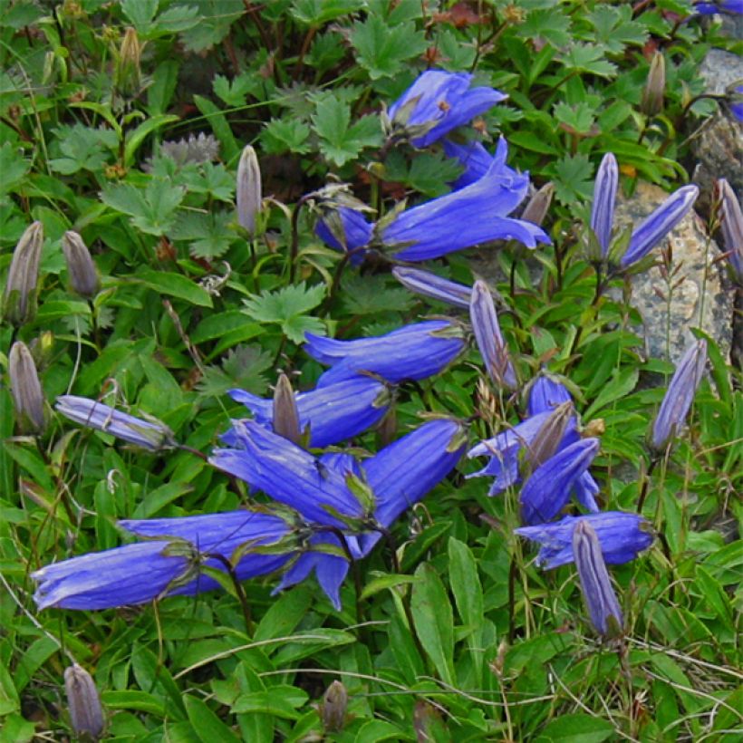 Campanula chamissonis Major - Glockenblume (Flowering)