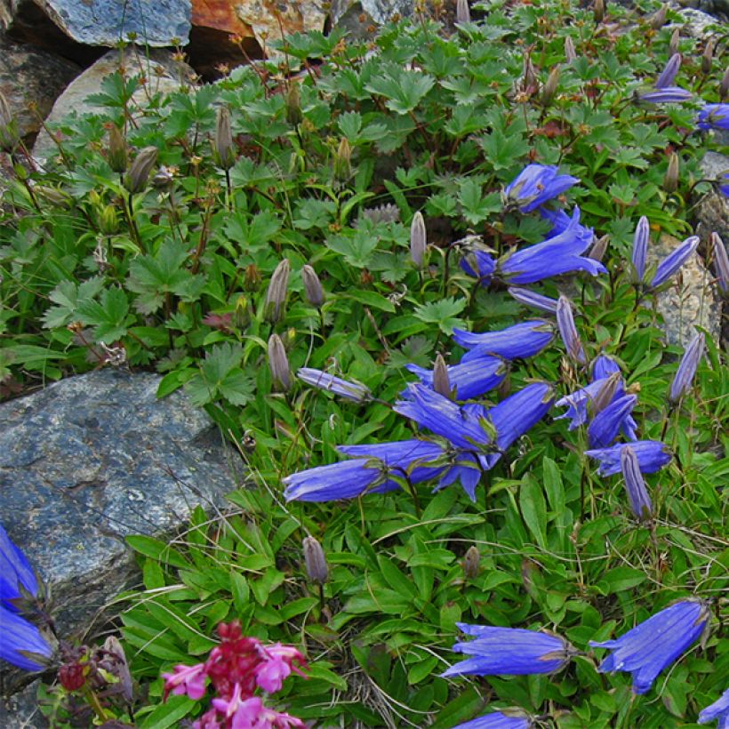 Campanula chamissonis Major - Glockenblume (Plant habit)