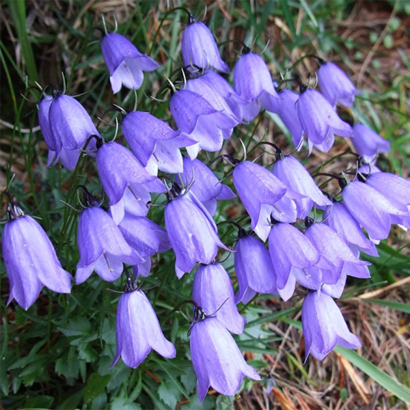 Campanula cochleariifolia - Zwerg-Glockenblume (Flowering)
