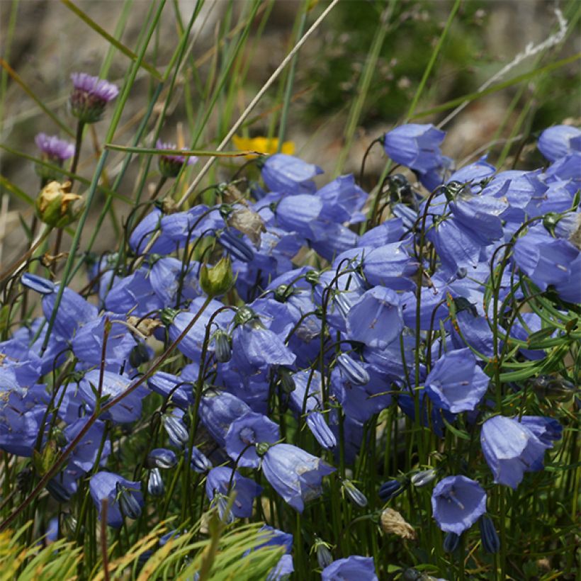 Campanula cochleariifolia Bavaria Blue - Zwerg-Glockenblume (Flowering)