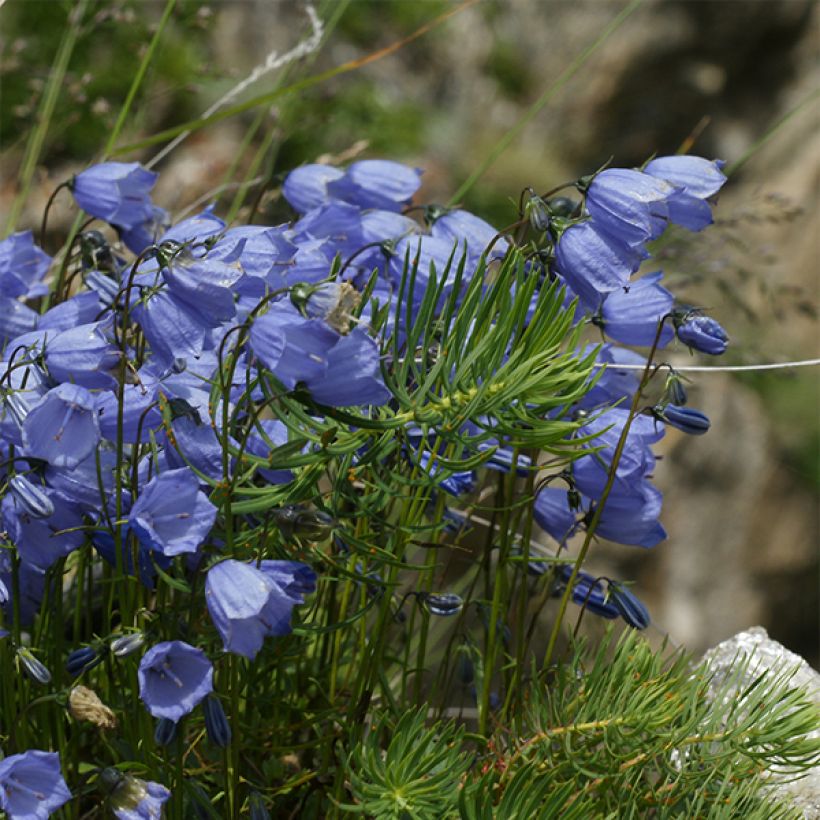 Campanula cochleariifolia Bavaria Blue - Zwerg-Glockenblume (Plant habit)