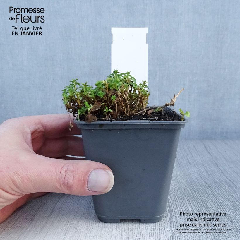 Exemplar von Campanula cochleariifolia Bavaria Blue - Zwerg-Glockenblume Kleine Töpfe von 8/9 cm wie im Winter geliefert