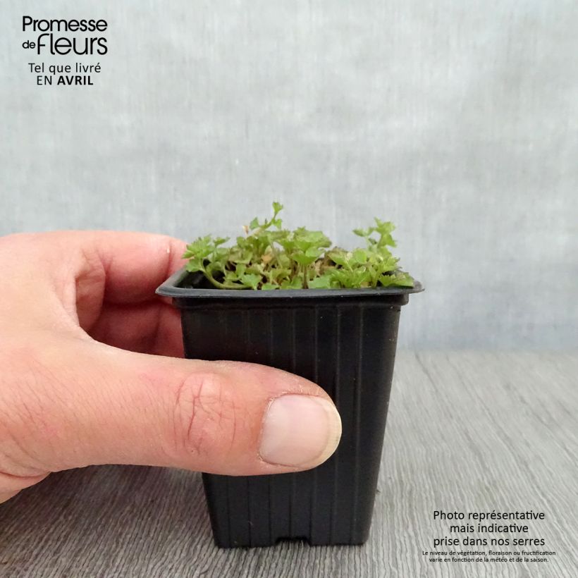 Exemplar von Dalmatiner Glockenblume - Campanula portenschlagiana Kleine Töpfe von 7/8 cm wie im Frühjahr geliefert