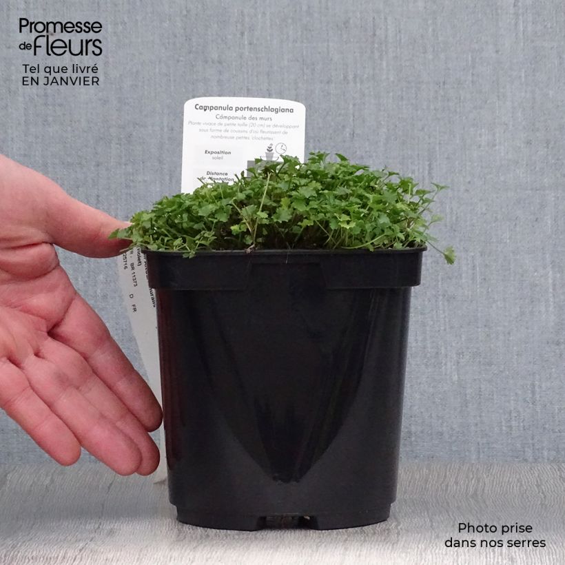 Exemplar von Dalmatiner Glockenblume - Campanula portenschlagiana Topf mit 2L/3L wie im Winter geliefert