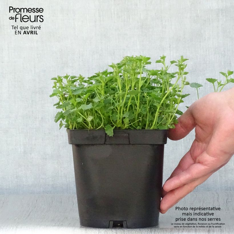 Exemplar von Dalmatiner Glockenblume - Campanula portenschlagiana Topf mit 2L/3L wie im Frühjahr geliefert