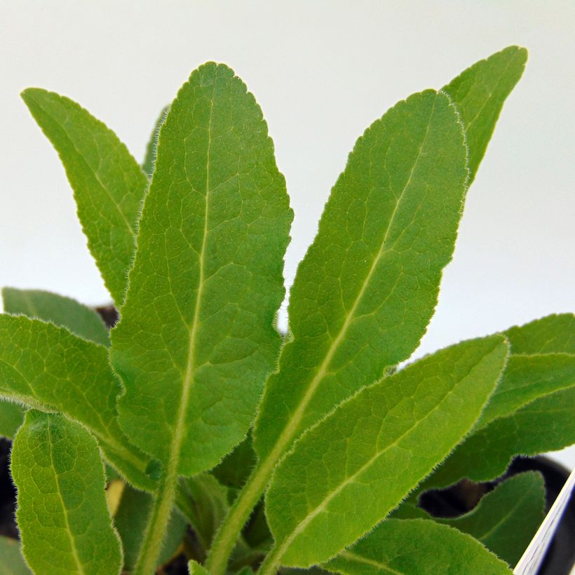 Campanula glomerata var. acaulis - Knäuel-Glockenblume (Foliage)