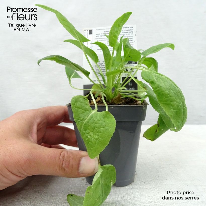 Exemplar von Campanula glomerata Alba - Knäuel-Glockenblume Kleine Töpfe von 8/9 cm wie im Frühjahr geliefert