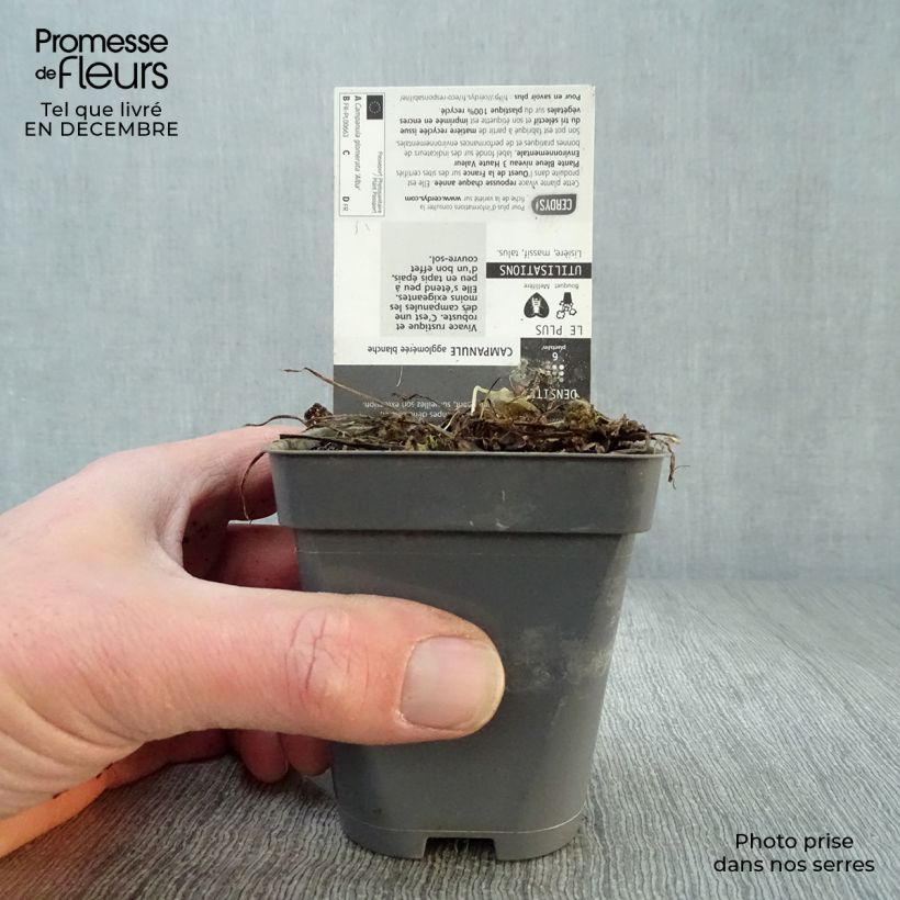 Exemplar von Campanula glomerata Alba - Knäuel-Glockenblume Kleine Töpfe von 8/9 cm wie im Winter geliefert