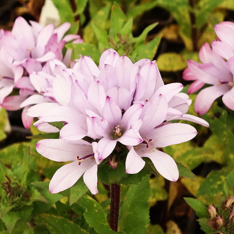 Campanula glomerata Caroline - Knäuel-Glockenblume (Blüte)