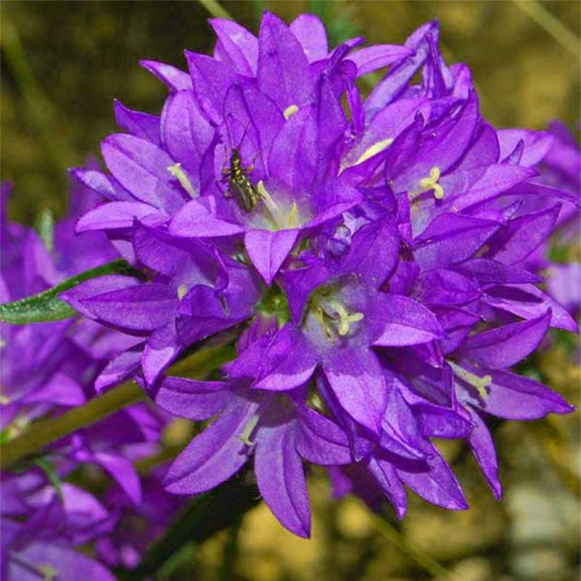 Campanula glomerata Joan Elliot - Knäuel-Glockenblume (Flowering)