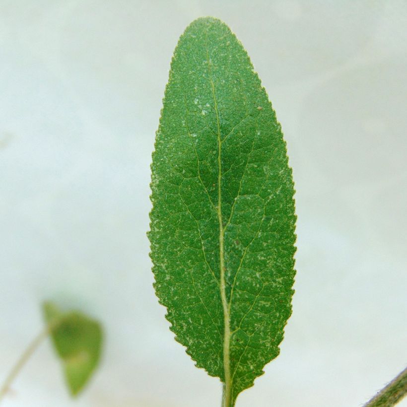 Campanula glomerata Joan Elliot - Knäuel-Glockenblume (Foliage)