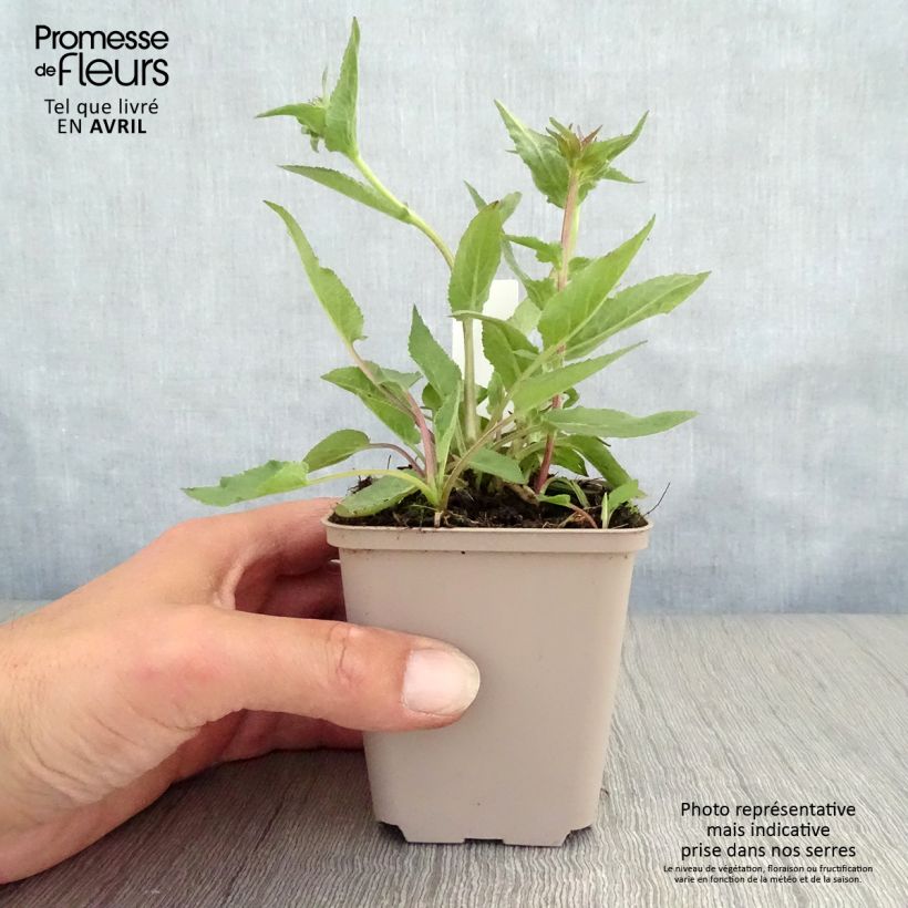 Exemplar von Campanula glomerata Joan Elliot - Knäuel-Glockenblume Kleine Töpfe von 8/9 cm wie im Frühjahr geliefert