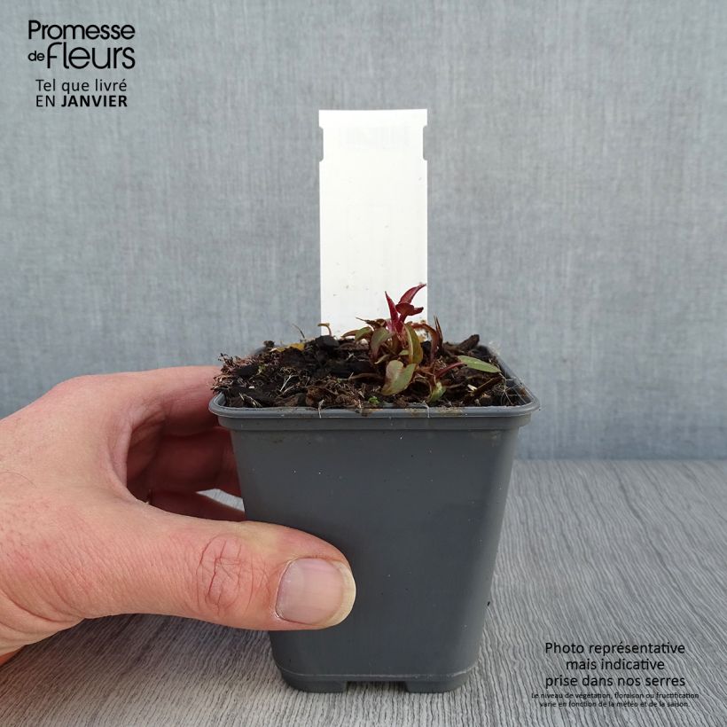 Exemplar von Campanula glomerata var. dahurica - Knäuel-Glockenblume Kleine Töpfe von 8/9 cm wie im Winter geliefert