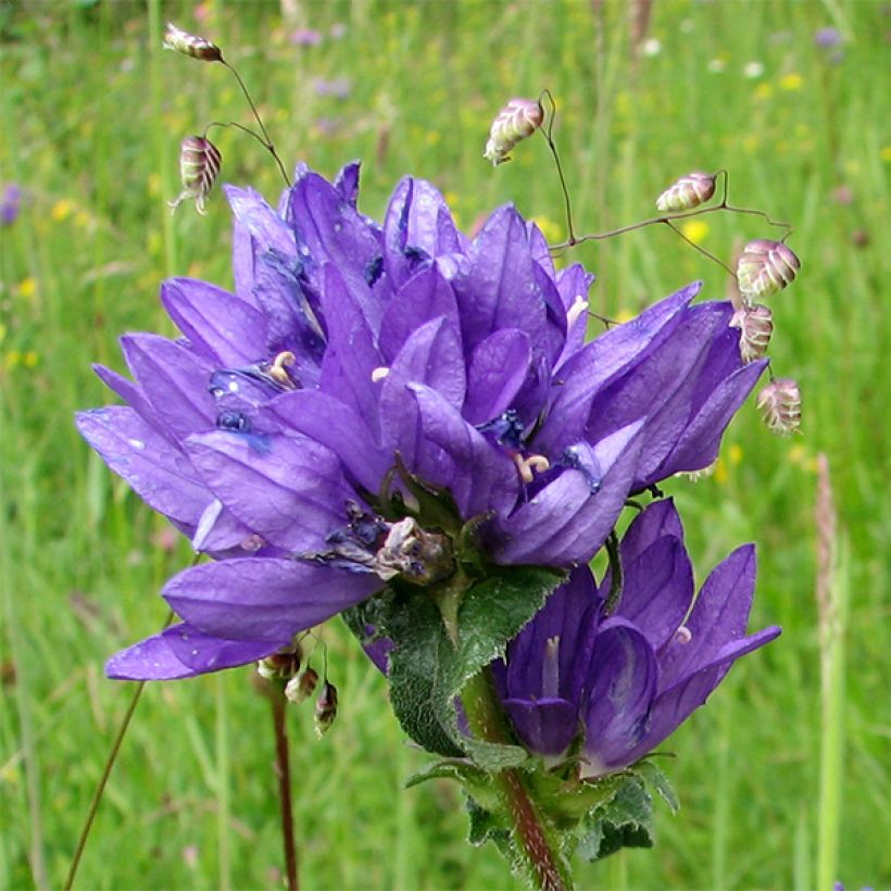 Campanula glomerata var. dahurica - Knäuel-Glockenblume (Flowering)