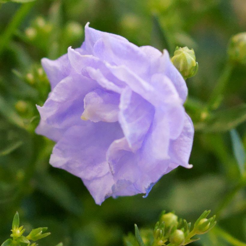 Campanula haylodgensis Plena - Glockenblume (Flowering)