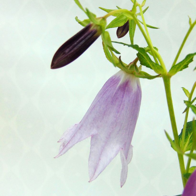Campanula punctata Iridescent Bells - Pyramiden-Glockenblume (Flowering)