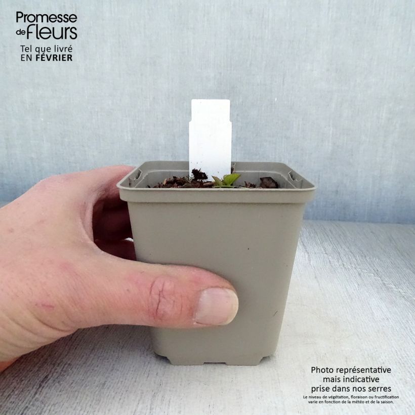 Exemplar von Campanula punctata Iridescent Bells - Pyramiden-Glockenblume Kleine Töpfe von 8/9 cm wie im Winter geliefert