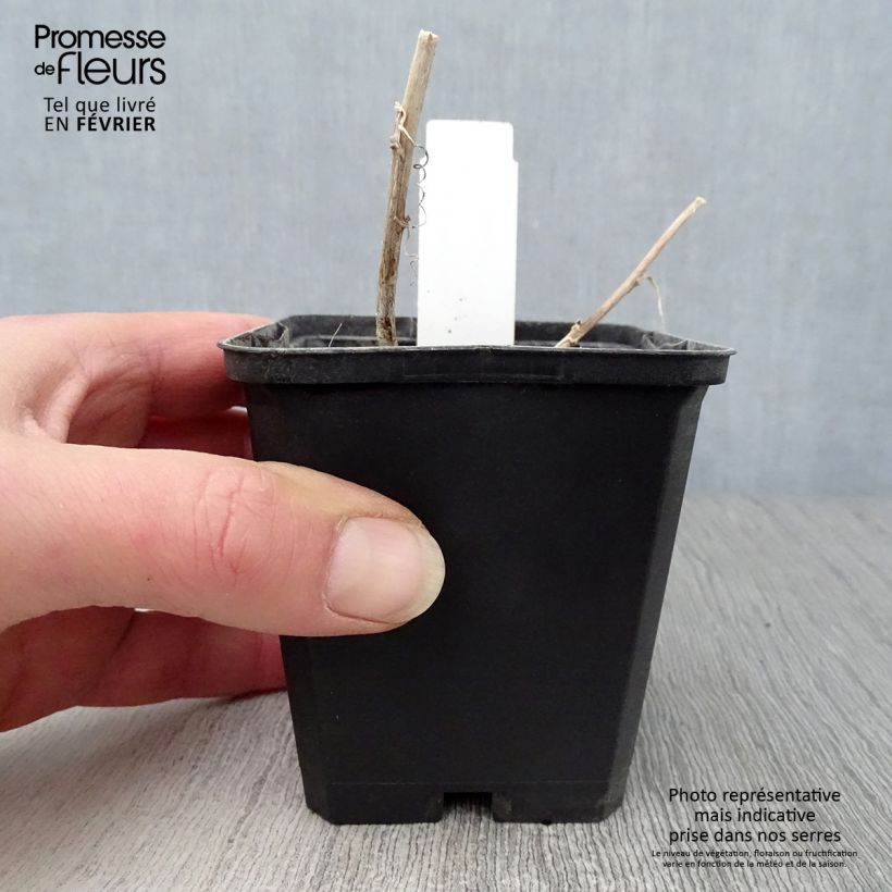 Exemplar von Campanula Kent Belle - Gepunktete Glockenblume Kleine Töpfe von 8/9 cm wie im Winter geliefert