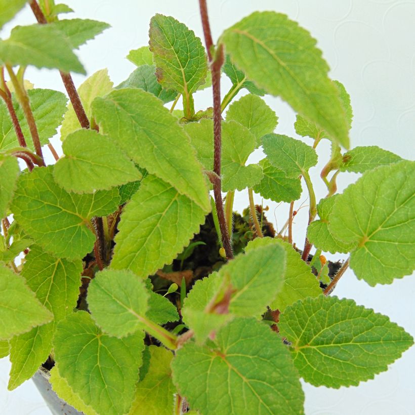 Campanula takesimana Ringsabell Mulberry Rose - Korea-Glockenblume (Foliage)