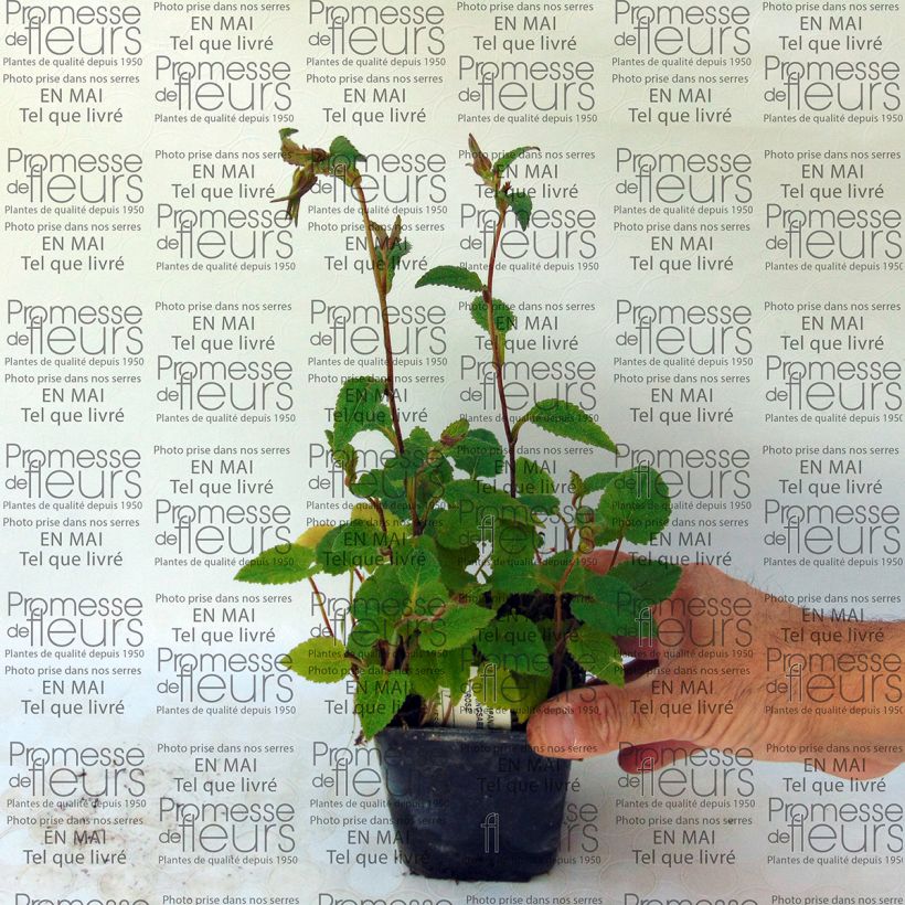 Example of Campanula takesimana Ringsabell Mulberry Rose - Korea-Glockenblume Kleine Töpfe von 8/9 cm as you get