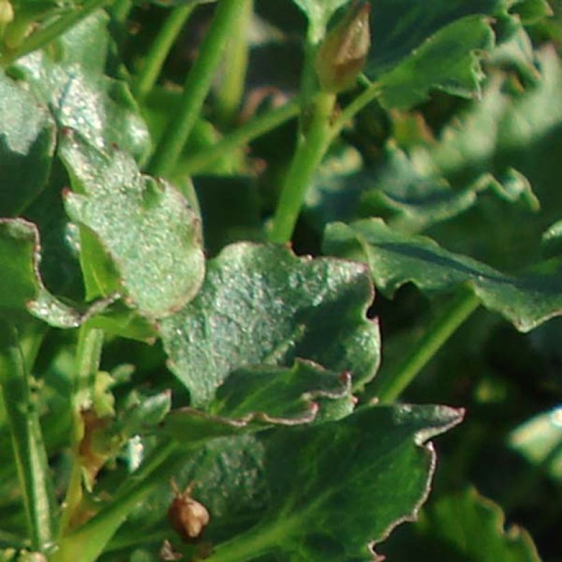 Campanula Royal Wave - Karpaten Glockenblume (Foliage)