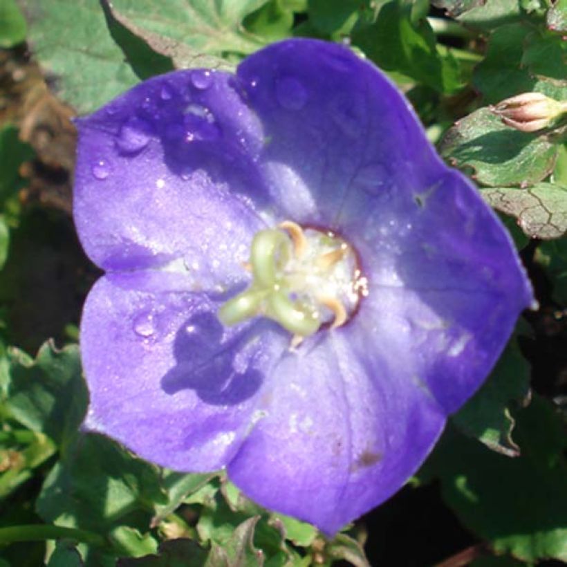 Campanula Royal Wave - Karpaten Glockenblume (Flowering)