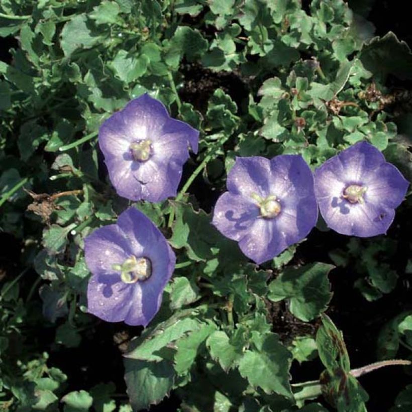 Campanula Royal Wave - Karpaten Glockenblume (Plant habit)